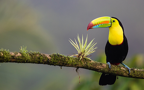 41 mil millones de maneras en las que el progreso de Costa Rica con la descarbonizaci&oacute;n puede inspirar al mundo